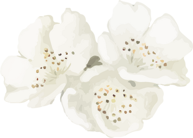 Watercolor White Flowers